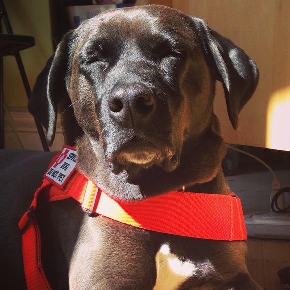 Meet your Posher, Mika - Picture 1 of 1